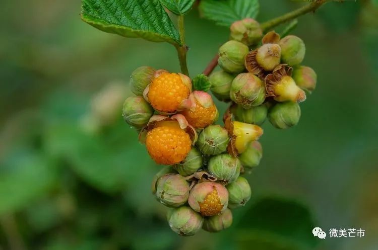 踏青赏花好时节与你共赴大自然,赏春踏青好时节