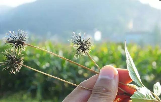番禺最有代表性的植物是什么,农村到处都有的这种草竟然是个宝