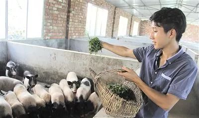 番禺最有代表性的植物是什么,农村到处都有的这种草竟然是个宝