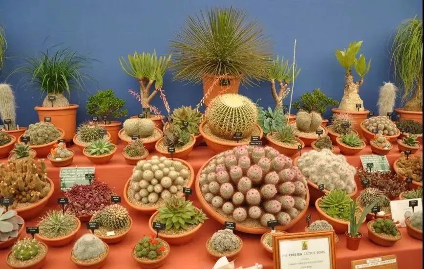 再也不羡慕别人家的果园,再也不用羡慕人家种的花