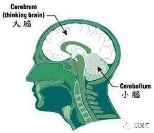 肢体不自主抖动怎么治疗,肢体不受控制的抖动是什么病