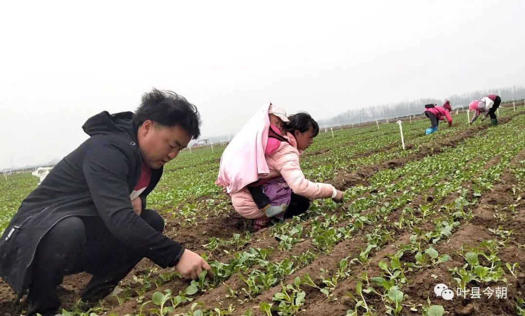 返乡创业为乡亲带来种植新理念,发展蔬菜种植助力乡村振兴