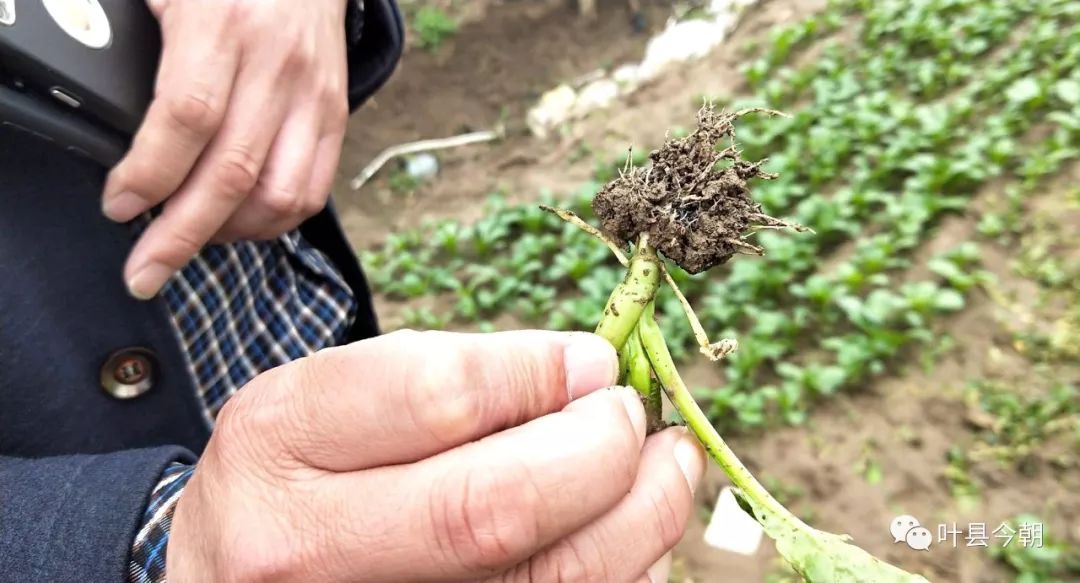 返乡创业为乡亲带来种植新理念,发展蔬菜种植助力乡村振兴