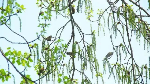 杨花在古诗中的深意,杨花和柳花有什么区别