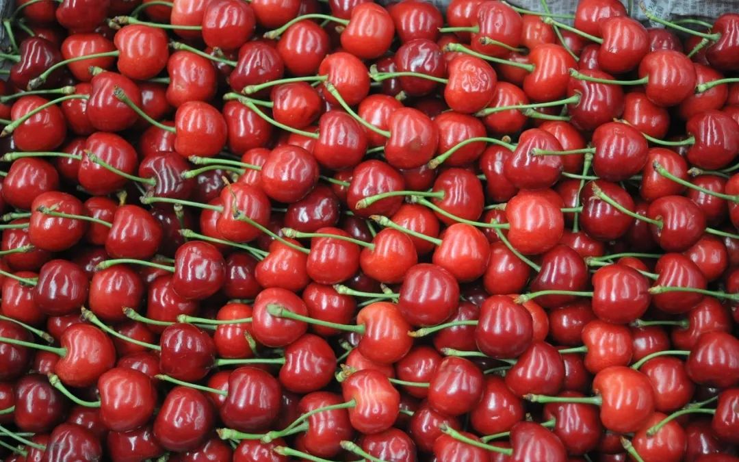 2022年贵阳樱桃上市,贵阳卖樱桃的多少钱一斤