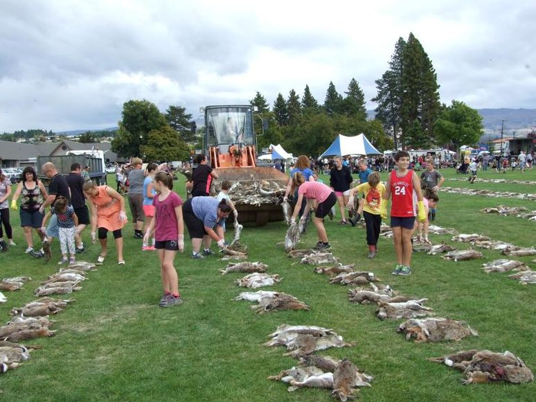 澳洲野兔泛滥成灾到底有多疯狂,澳洲野兔泛滥成灾数量超100亿只