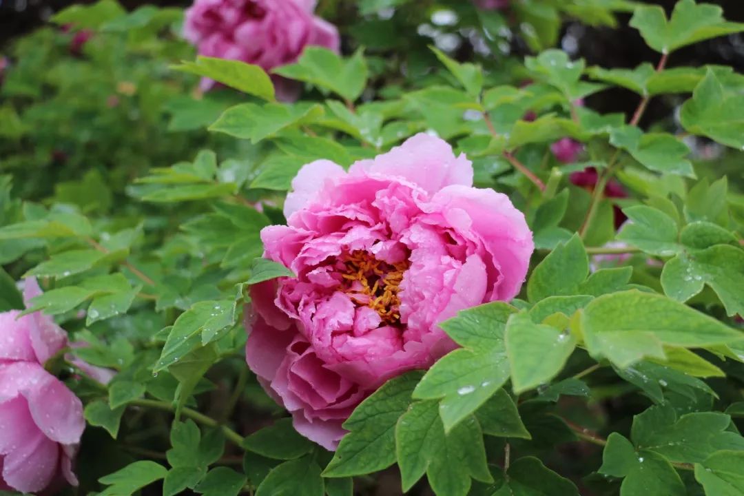 菏泽观赏牡丹花基地,菏泽牡丹花什么时候欣赏最好