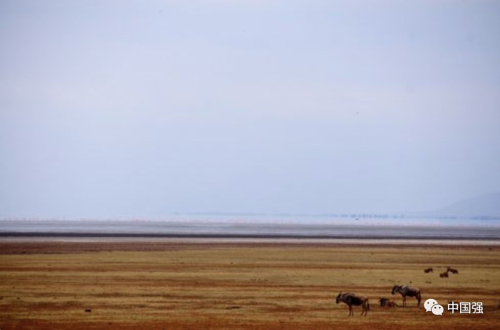探索非洲动物世界|非洲—坦桑尼亚