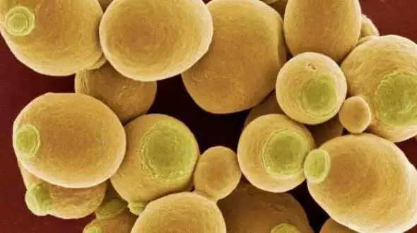 真菌感染到肺部致死率多少,可怕的真菌感染