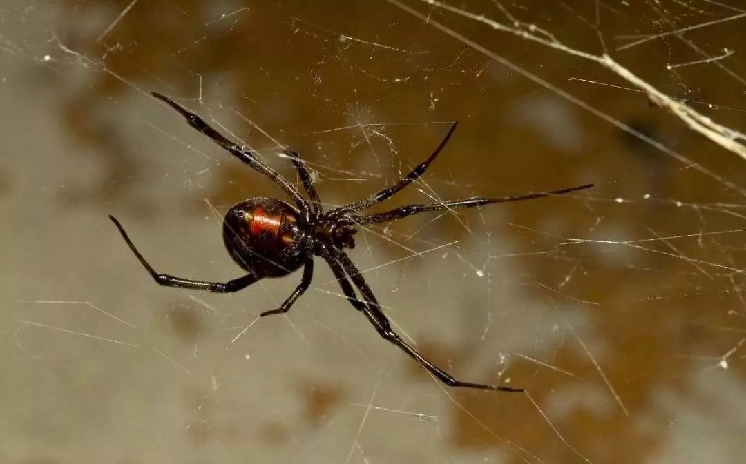 集结号你绝对不知道的军事细节,兵哥哥们集训遇歹徒追歹徒