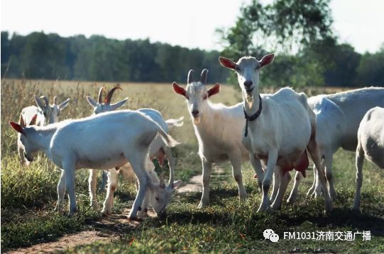 维秘模特的养颜秘方，1天1杯，美白养颜胜燕窝