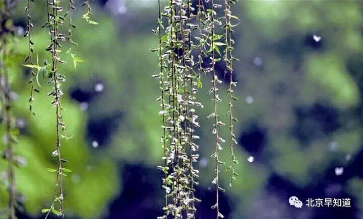 北京怎么治过敏鼻炎 (在北京过敏鼻炎哪里看有效)