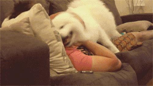 宠物能做“无痛胃镜”！来自全球的100余家企业来到义乌！