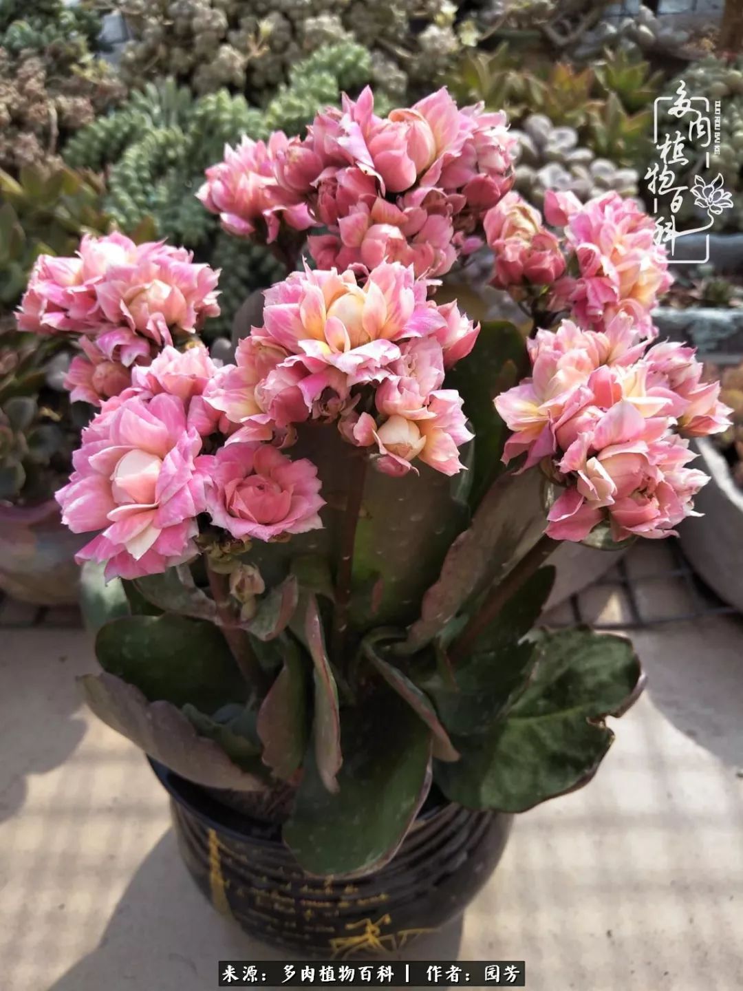 多肉开花最好看最好养前十名,多肉哪个品种开花最好看