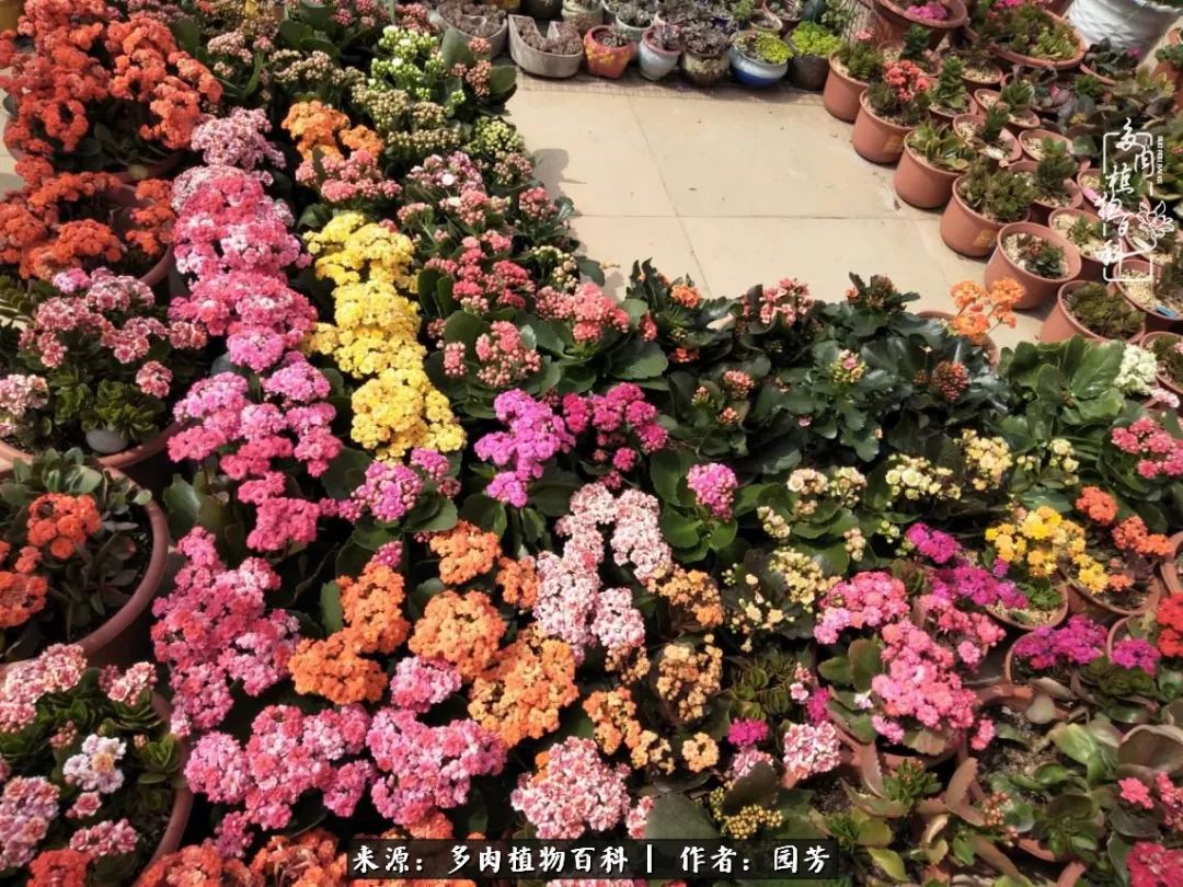 多肉开花最好看最好养前十名,多肉哪个品种开花最好看