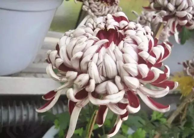 世界最美菊花图整整80种太珍贵了,世界上最美的菊花叫什么名字