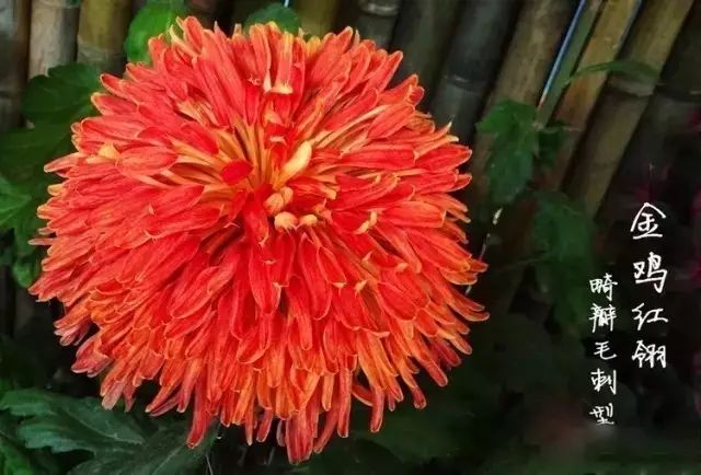 80种最美菊花高清图片,最具欣赏价值的菊花