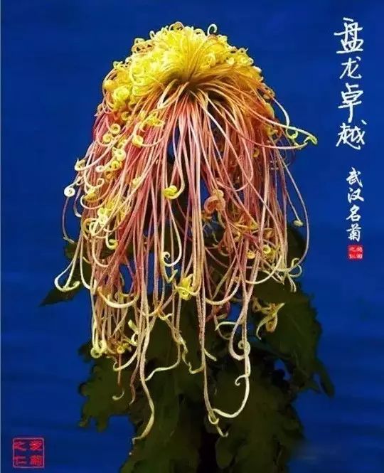 世界最美菊花图整整80种太珍贵了,世界上最美的菊花叫什么名字