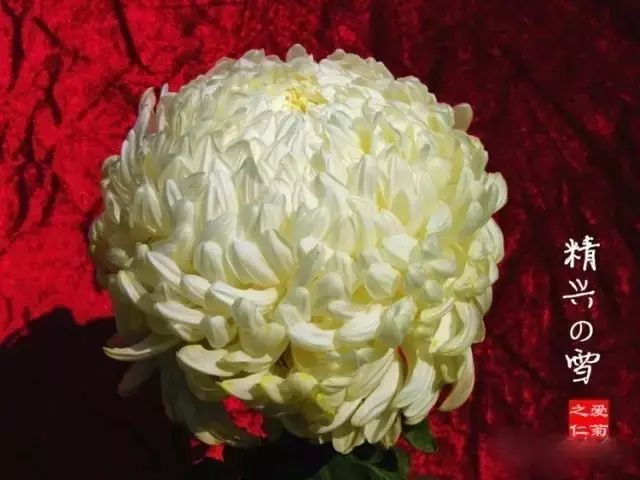 世界最美菊花图整整80种太珍贵了,世界上最美的菊花叫什么名字