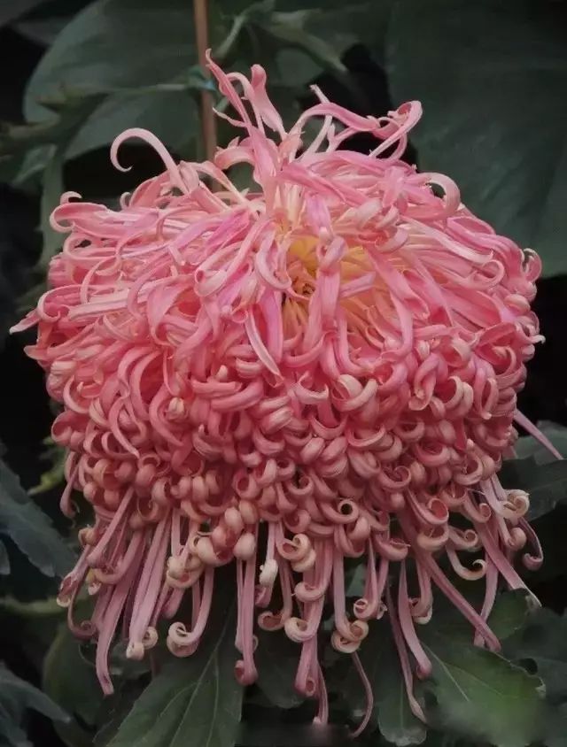 80种最美菊花高清图片,最具欣赏价值的菊花