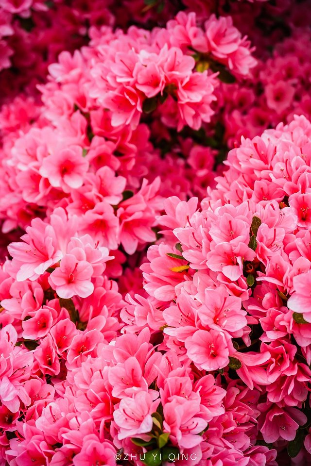 无锡赏花一日游,无锡春日樱花旅游攻略