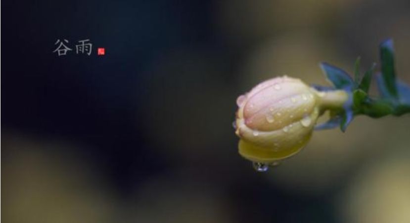 【方志四川•节气】刘艳平‖谷雨：雨生百谷，春从此别夏将至