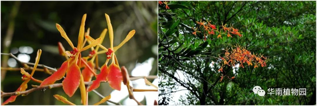 新知|如烟花般绚烂——火焰兰