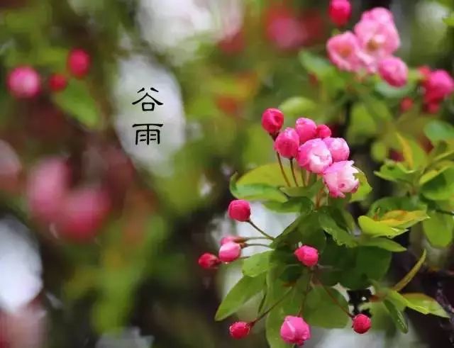 最近身体困没有力气怎样食疗调理,谷雨除湿健脾