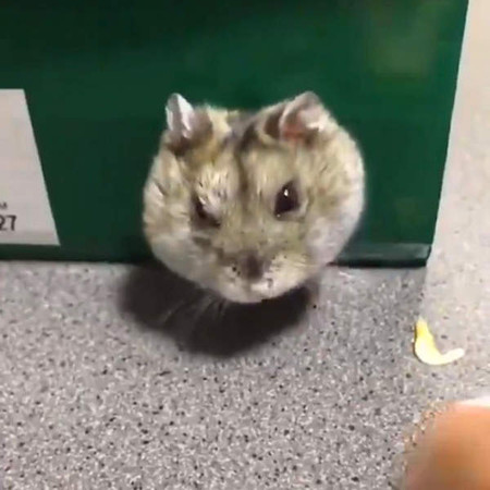 只是陪仓鼠玩而已　网惊讶：凹下去了啊啊