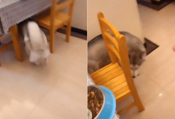 二哈大哭大吼,二哈钻进被窝吓哭小主人