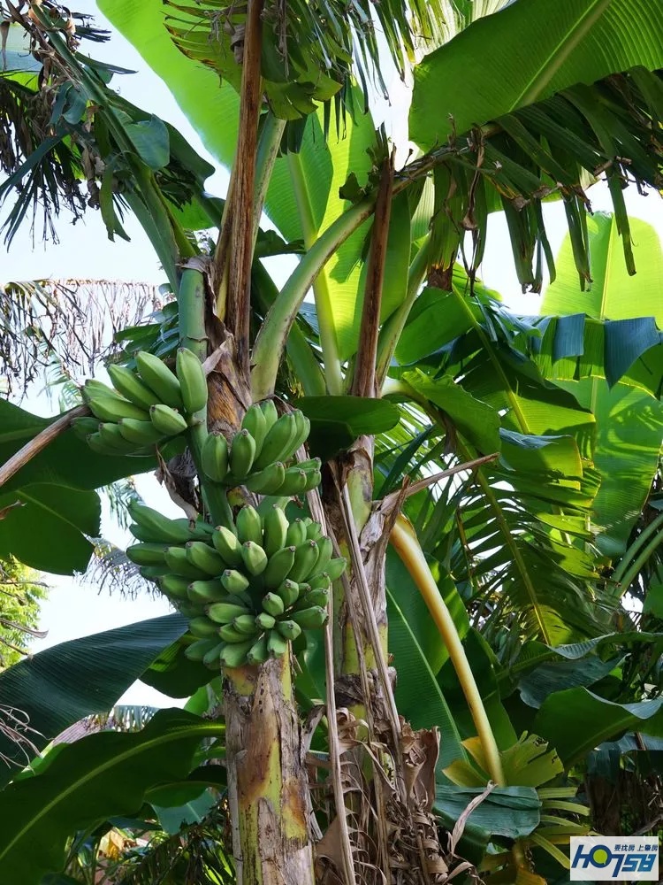 行摄肇庆·美丽砚洲岛——最接地气的生活记录，真实的力量打动人心