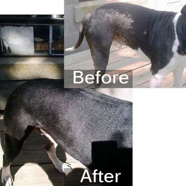 小猫皮肤溃烂被遗弃，新主人不顾病危通知，坚持治疗换来新生！