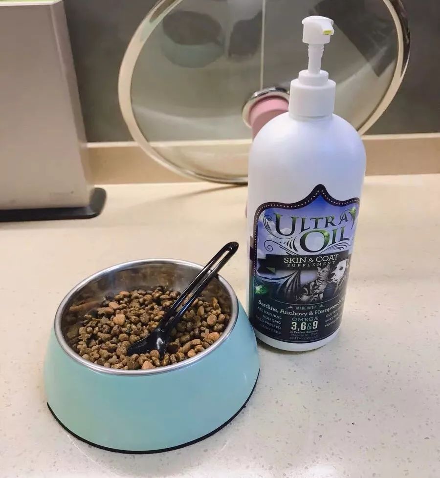 小猫皮肤溃烂被遗弃，新主人不顾病危通知，坚持治疗换来新生！