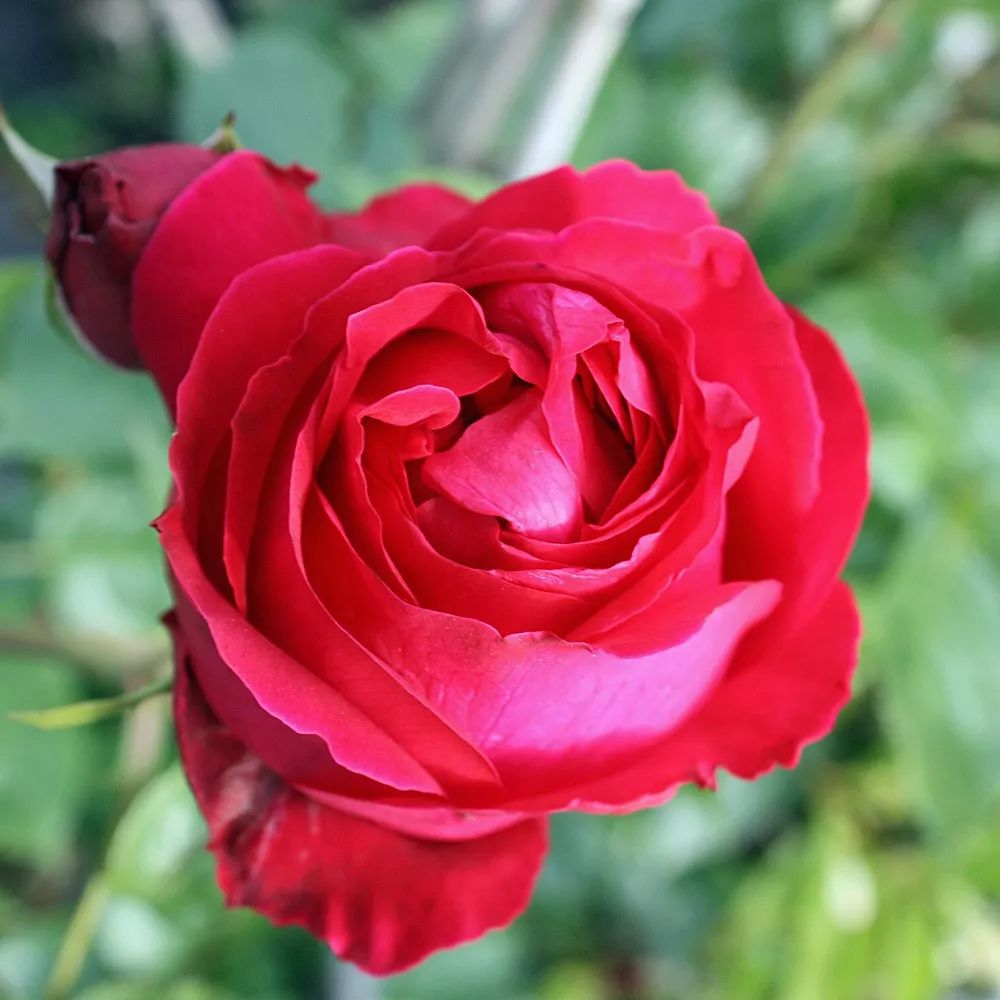 月季美植袋大苗,安徽品种月季袋苗大量供应