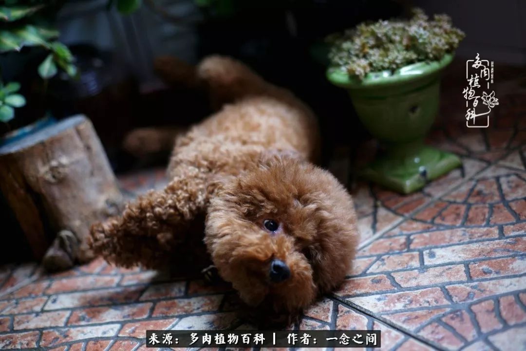 天敌Or天使：多肉与萌宠共处一室，究竟是谁的幸与不幸?