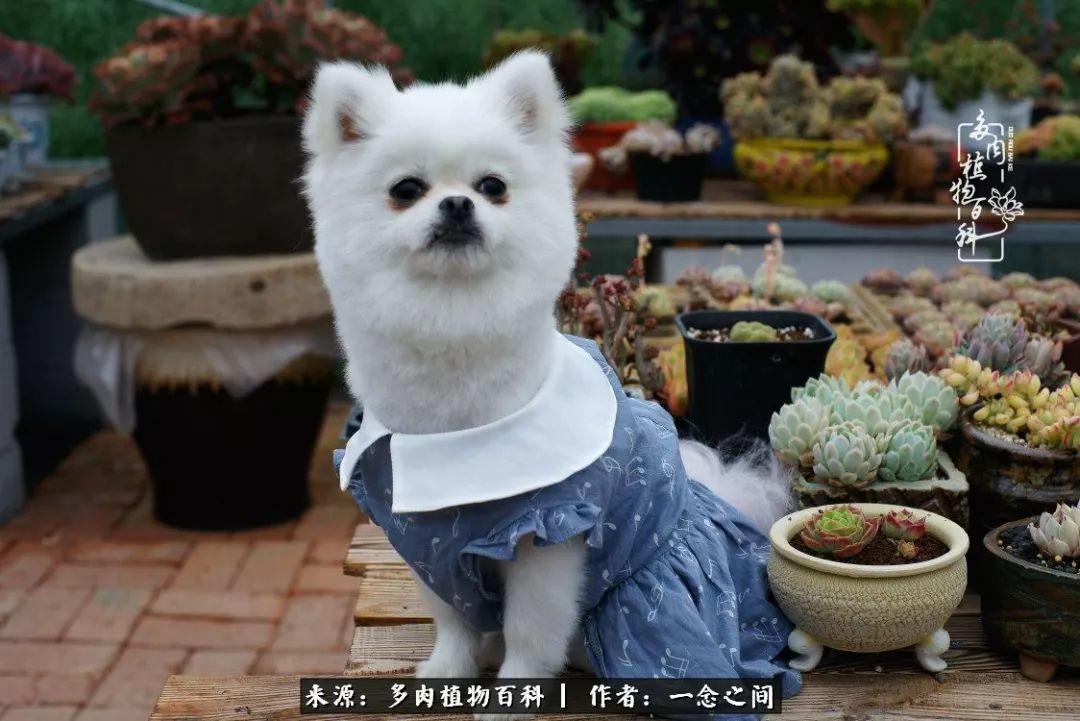 天敌Or天使：多肉与萌宠共处一室，究竟是谁的幸与不幸?