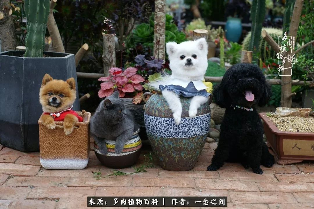 天敌Or天使：多肉与萌宠共处一室，究竟是谁的幸与不幸?