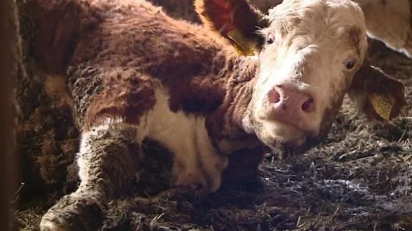 养牛害怕得什么病,养牛预防口蹄疫的最好方法