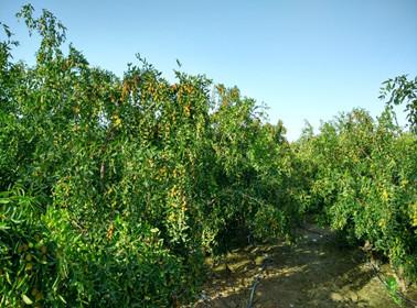 黄李强段淑敏:枣想告诉你|红枣期货上市必知小知识!