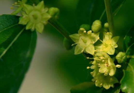 黄李强段淑敏:枣想告诉你|红枣期货上市必知小知识!