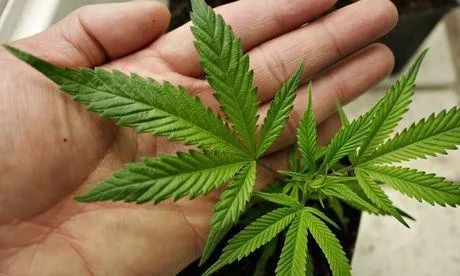 底线不容触碰！“90后”外国留学生在中国大学寝室种植贩卖*麻大**！逮捕！