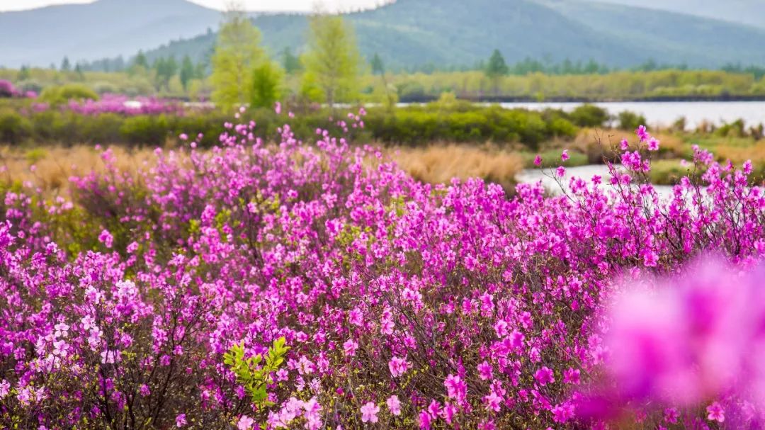 阿尔山五一适合旅游吗,五一阿尔山的风景怎样