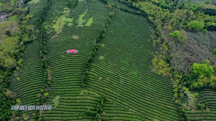 云城安塘清明茶飘香茶农采茶忙,天宝乡谷雨茶飘香茶农采摘忙