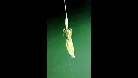 閽撻笨楸艰棰戦槻鍩庢腐,閽撻笨楸奸槻鍩庢腐