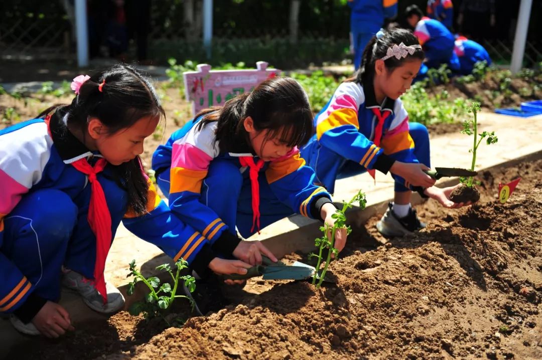 学校五育并举的经验与做法,五育并举的学校课程体系心得