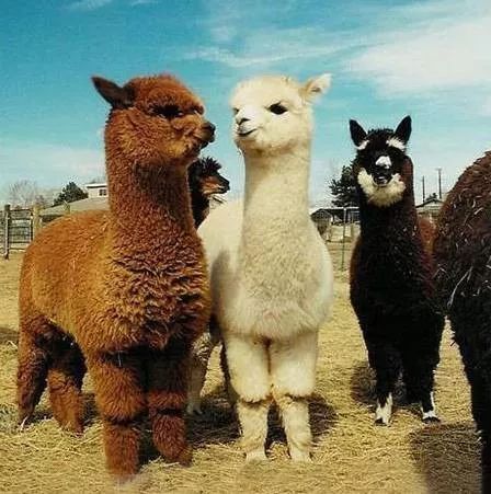 一封来自春天的邀请函,一封来自千里山海的寻味邀请函