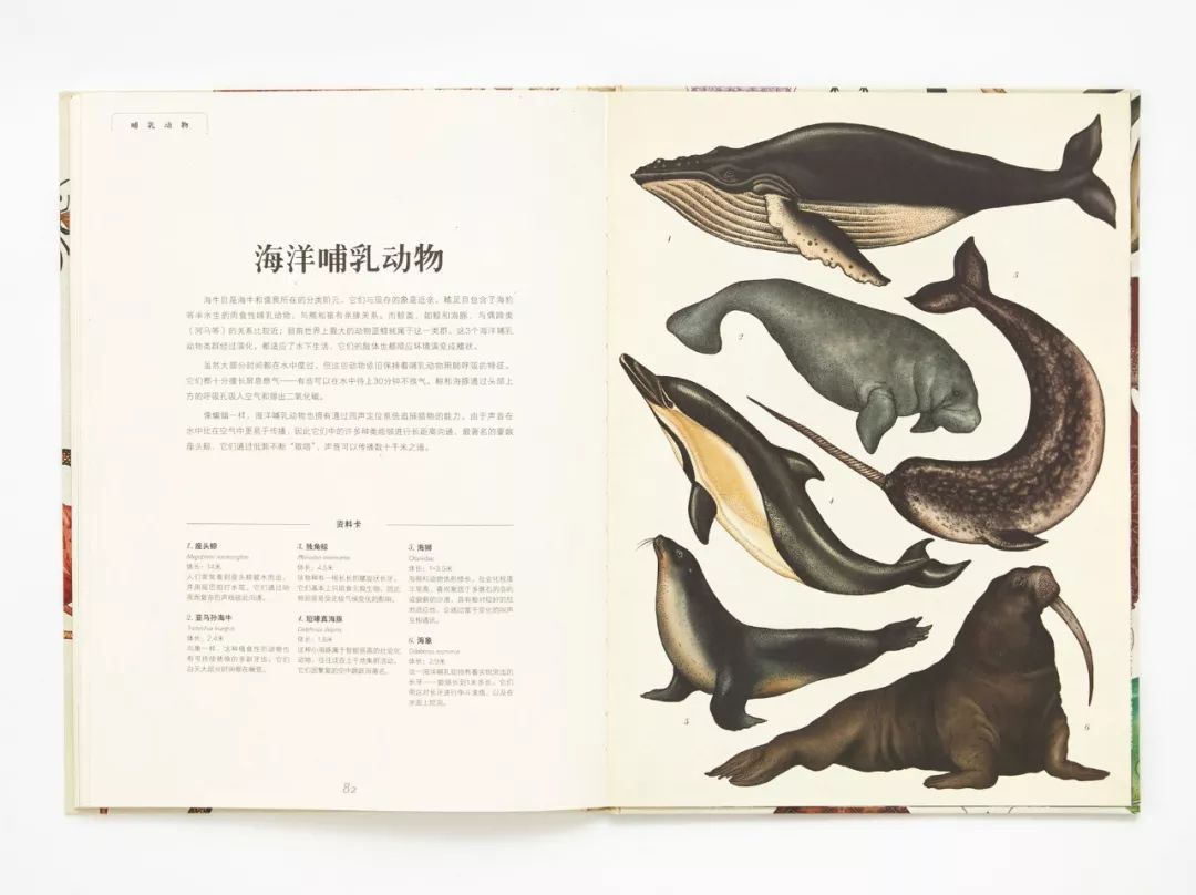 堪称一绝的野生动物画,世界动物画谱