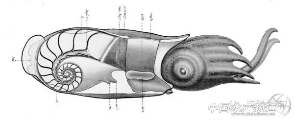你会区分章鱼鱿鱼墨鱼和乌贼吗,八爪鱼章鱼鱿鱼墨鱼乌贼的区别