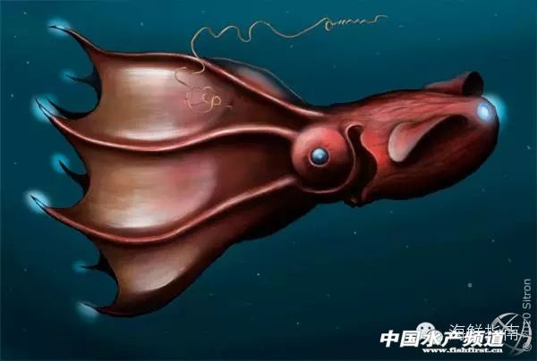 你会区分章鱼鱿鱼墨鱼和乌贼吗,八爪鱼章鱼鱿鱼墨鱼乌贼的区别