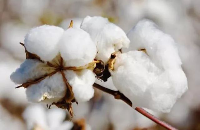 全棉夏凉被粗布,纯棉布做的夏凉被